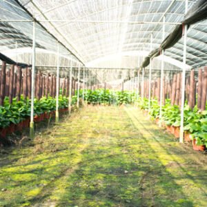 Fertilizante Orgánico de Primera Calidad